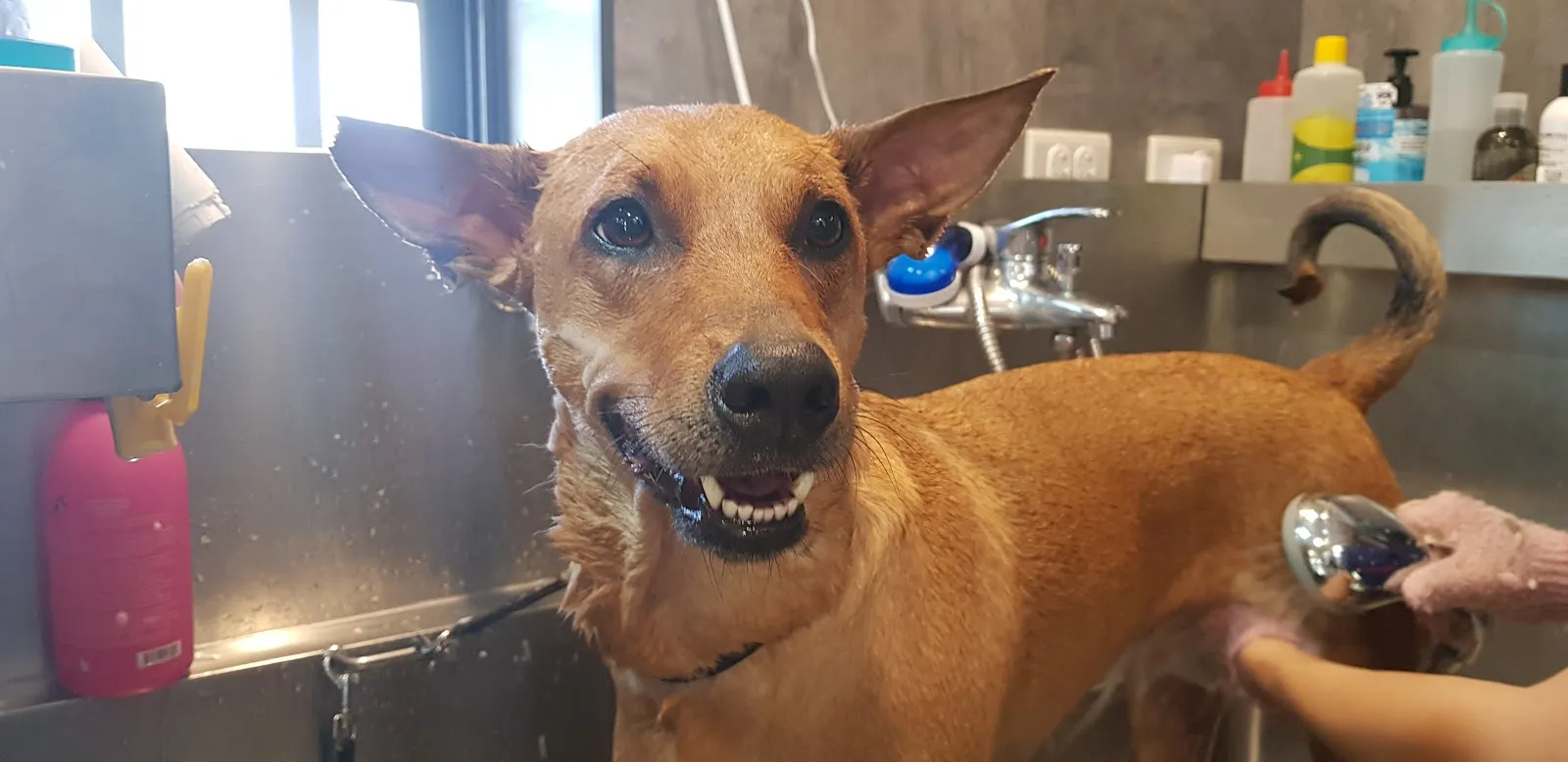 吉霸寵物美容沙龍