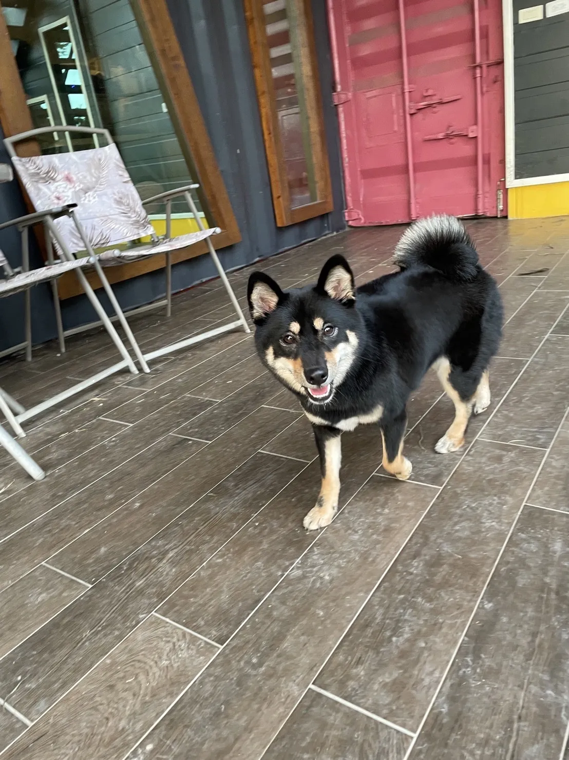 吉霸寵物美容沙龍