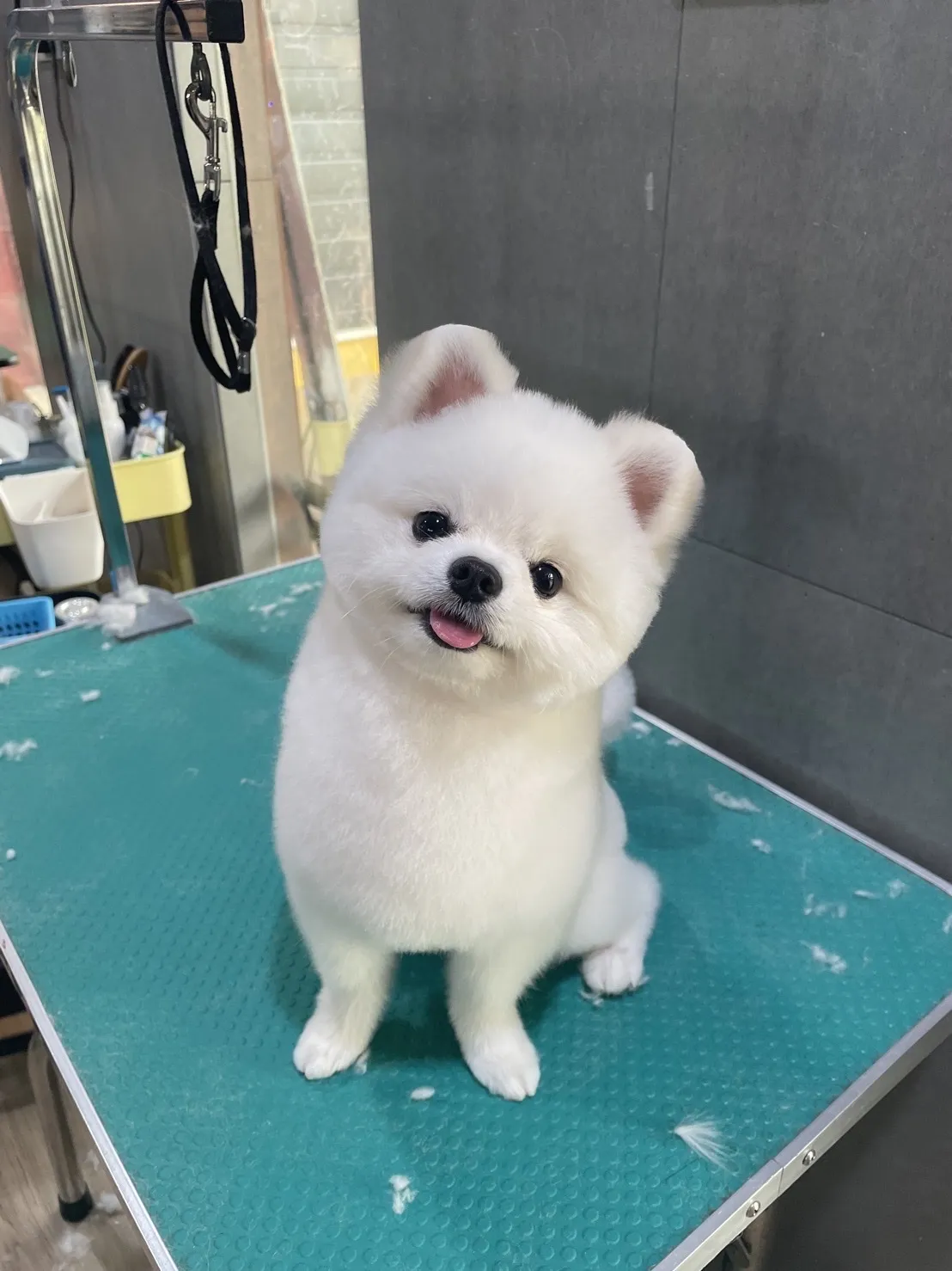 吉霸寵物美容沙龍