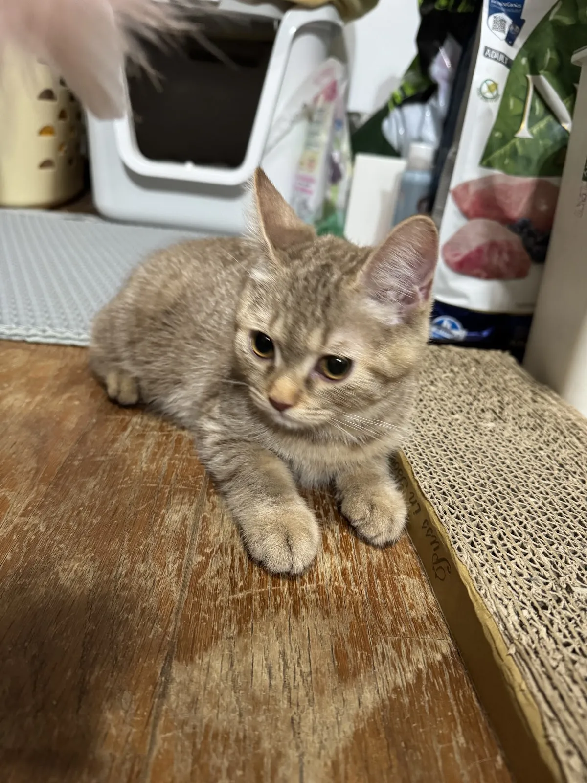 會上癮的貓貓舍