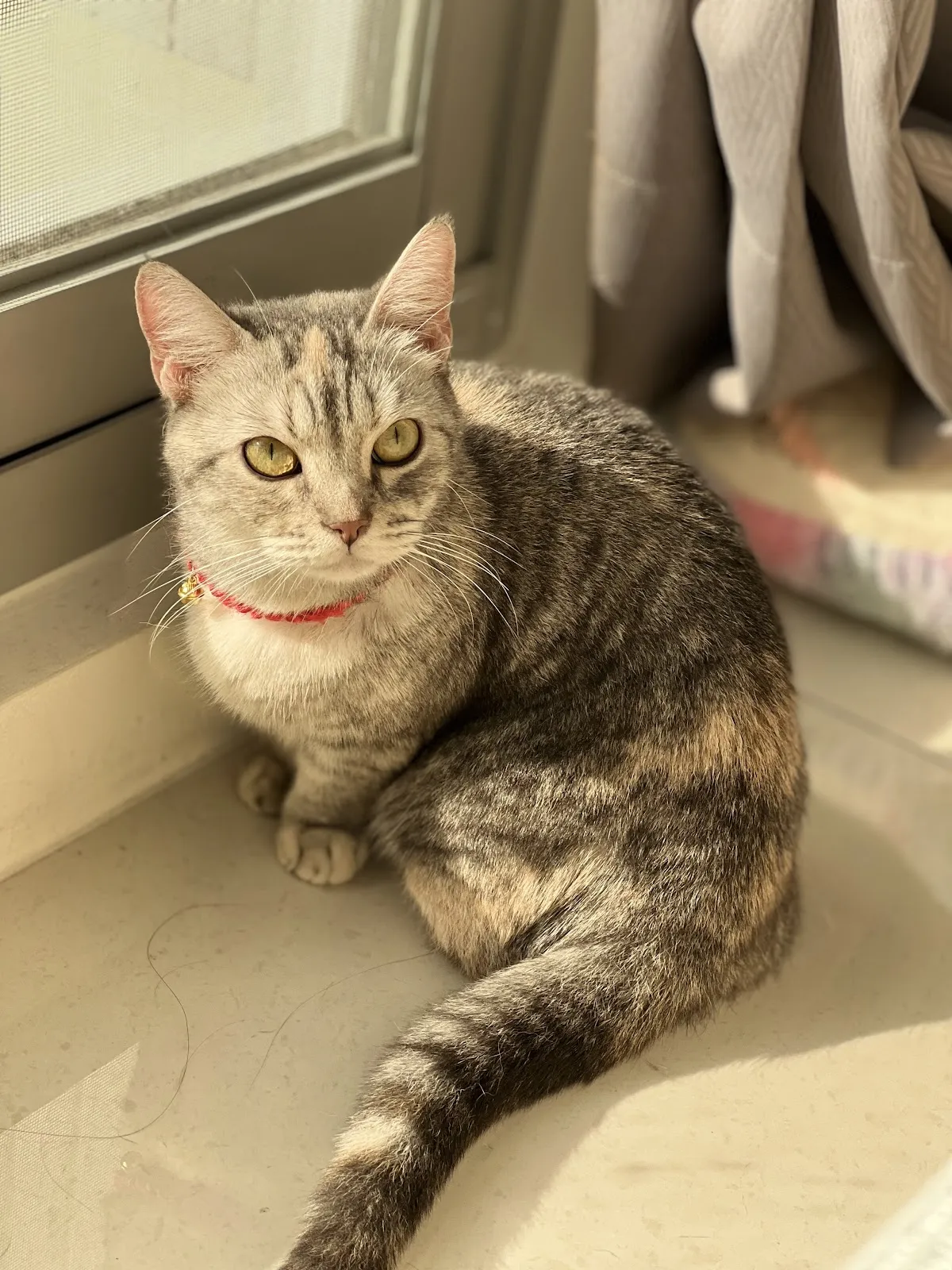 會上癮的貓貓舍