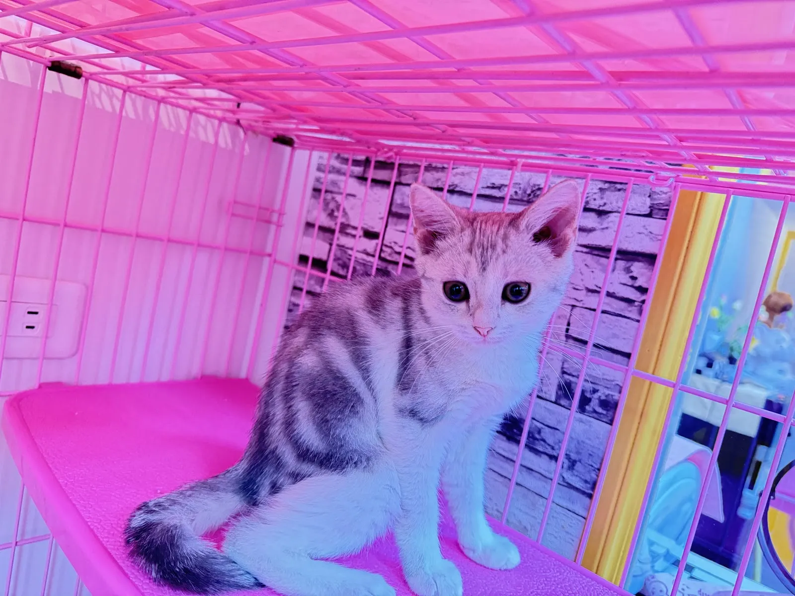 會上癮的貓貓舍