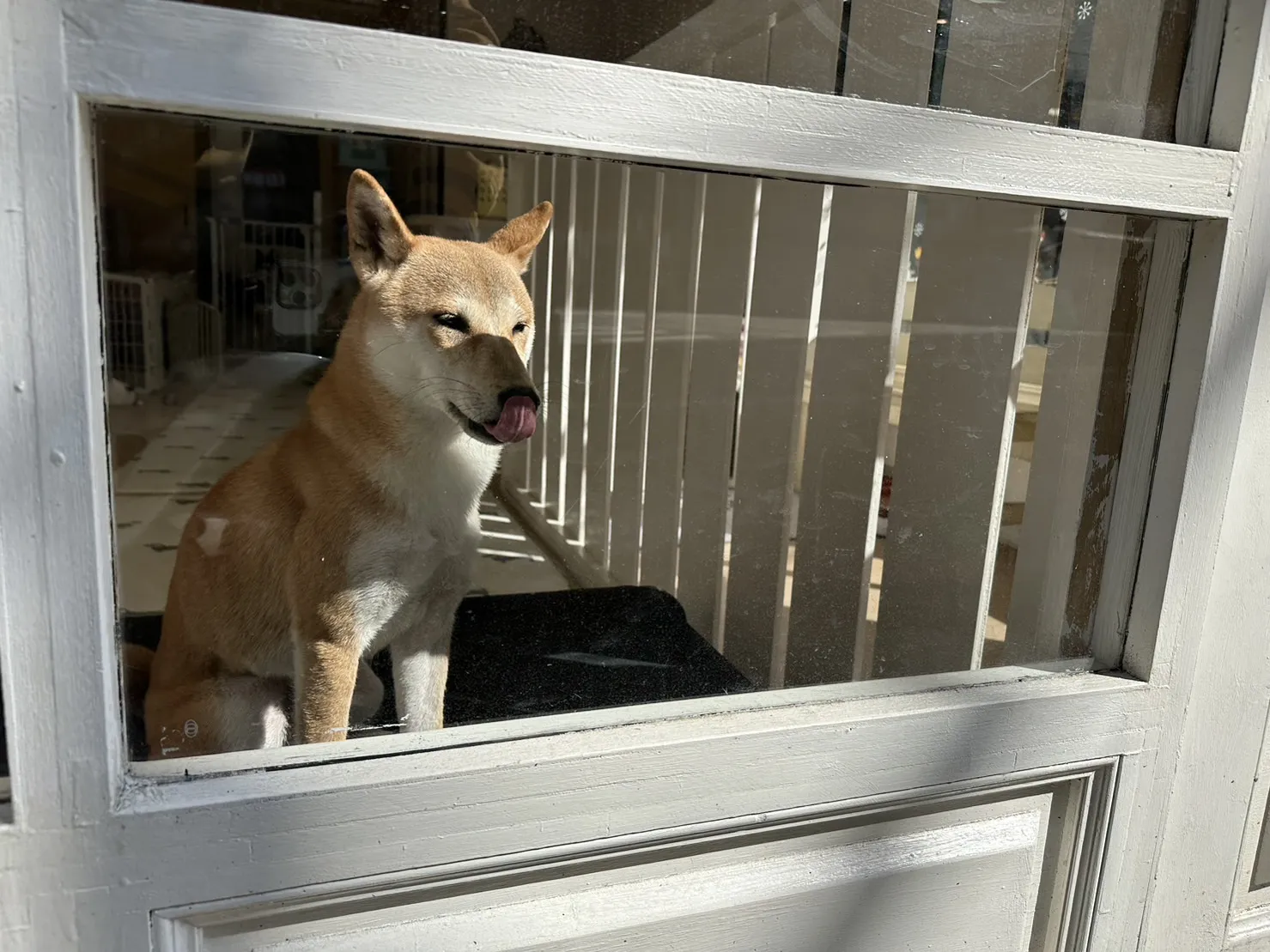 轉角二號寵物小棧