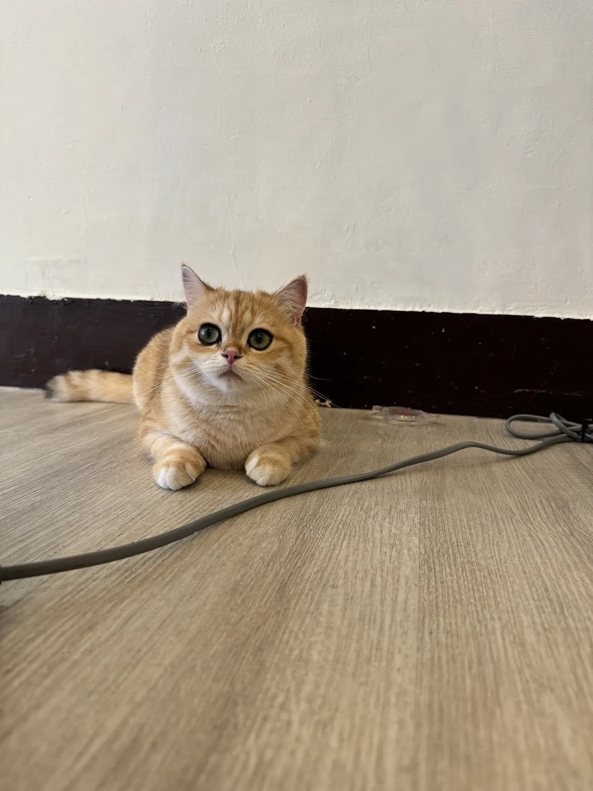 庫柏帝緬因商行