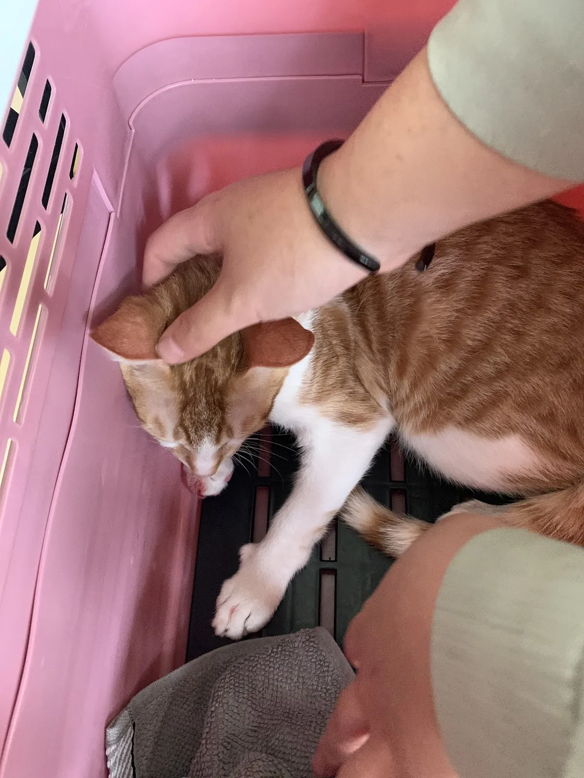 漂亮寶貝動物用品社