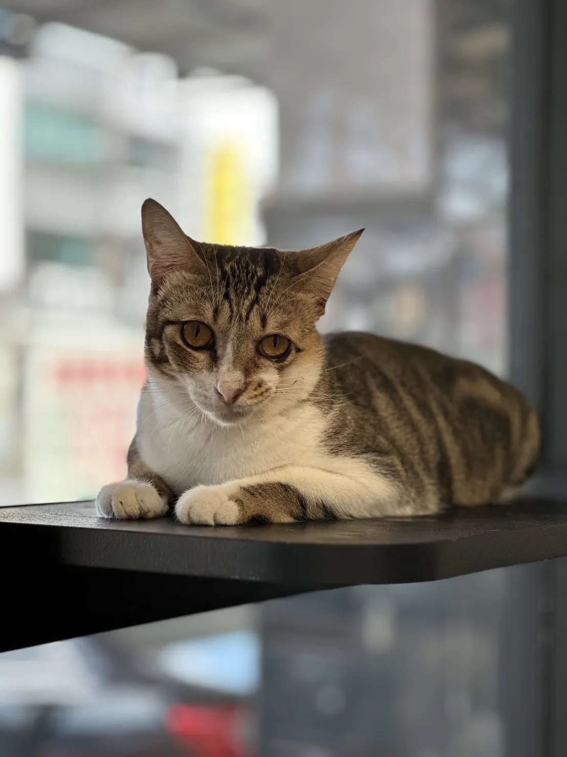 貓卡卡貓咪文旅