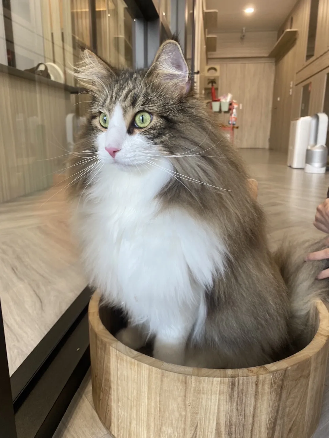 貓卡卡貓咪文旅