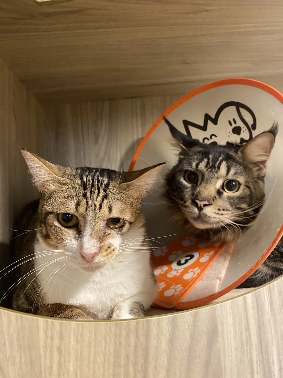 貓卡卡貓咪文旅