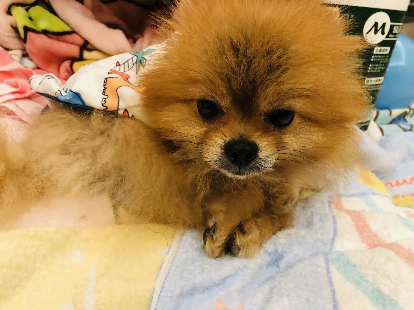 林國隆博美犬舍