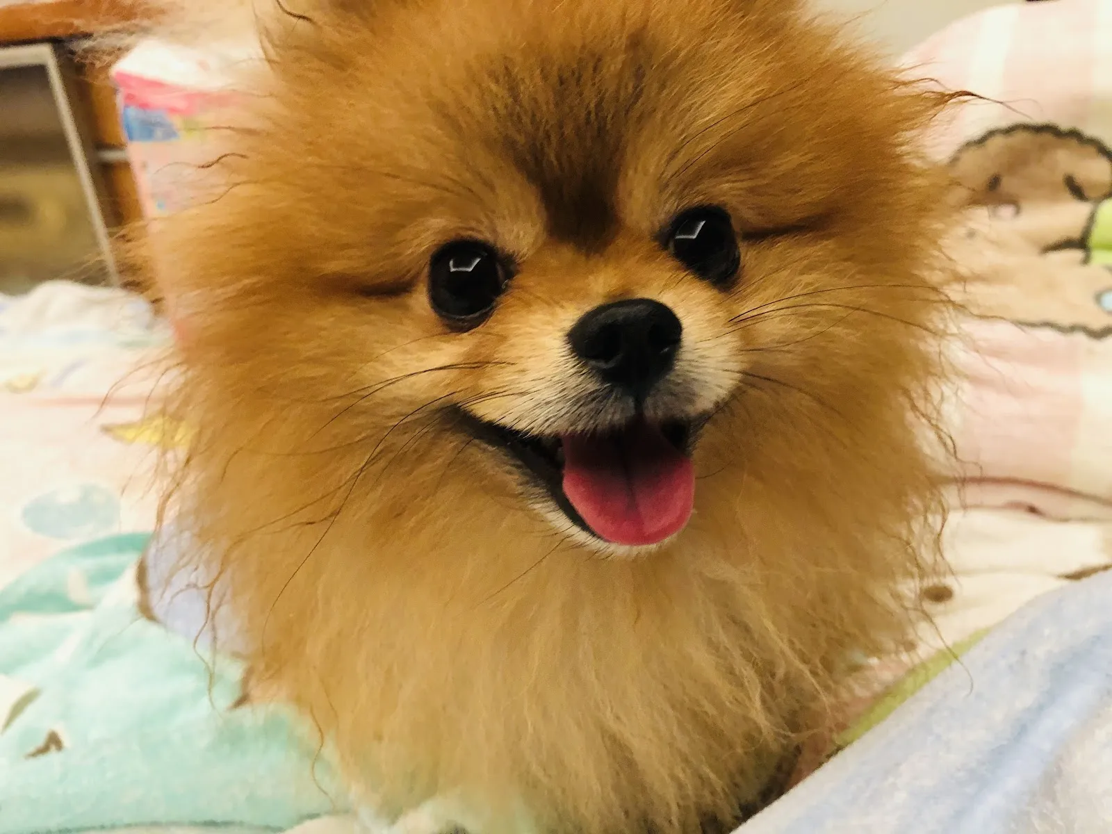 林國隆博美犬舍