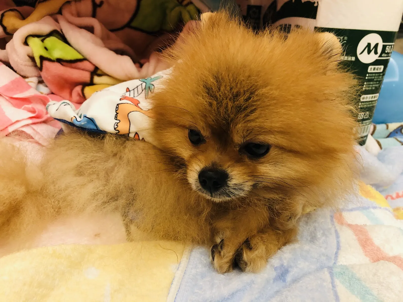 林國隆博美犬舍