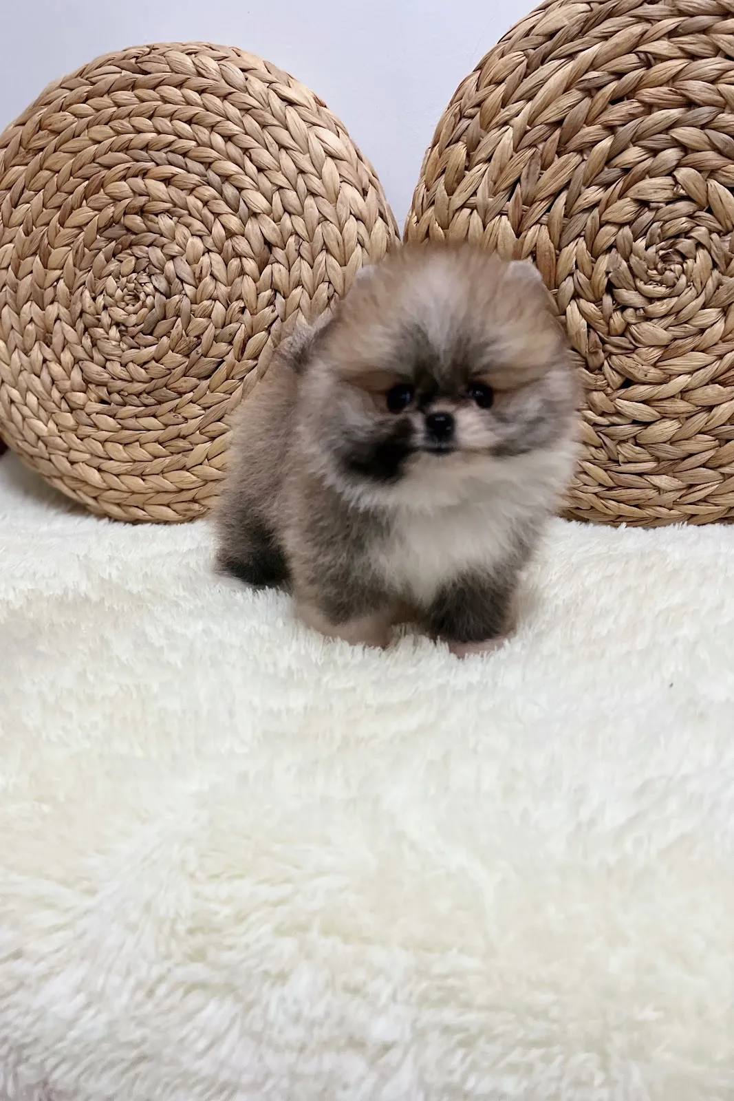 林國隆博美犬舍