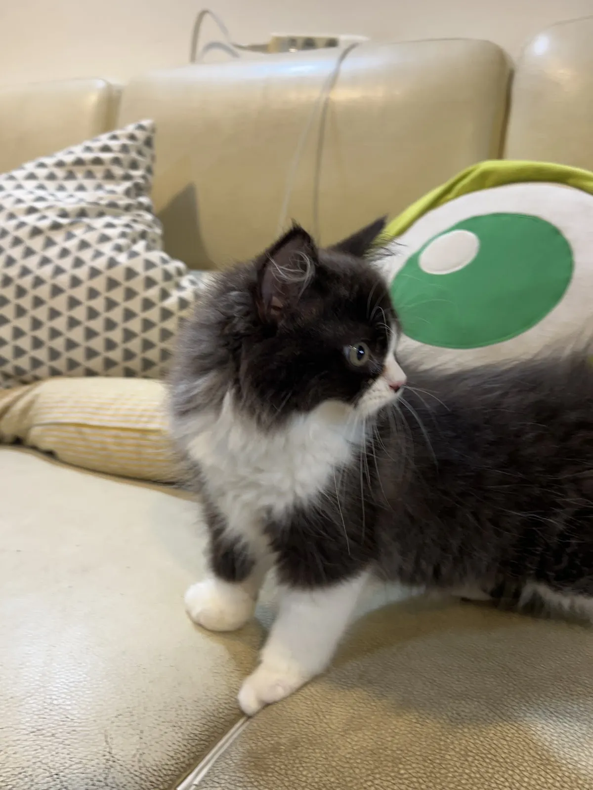 昕萬寵物工作坊