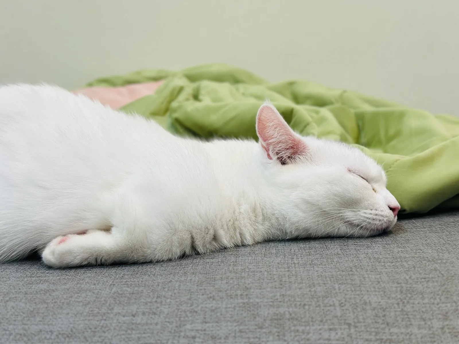 昕萬寵物工作坊