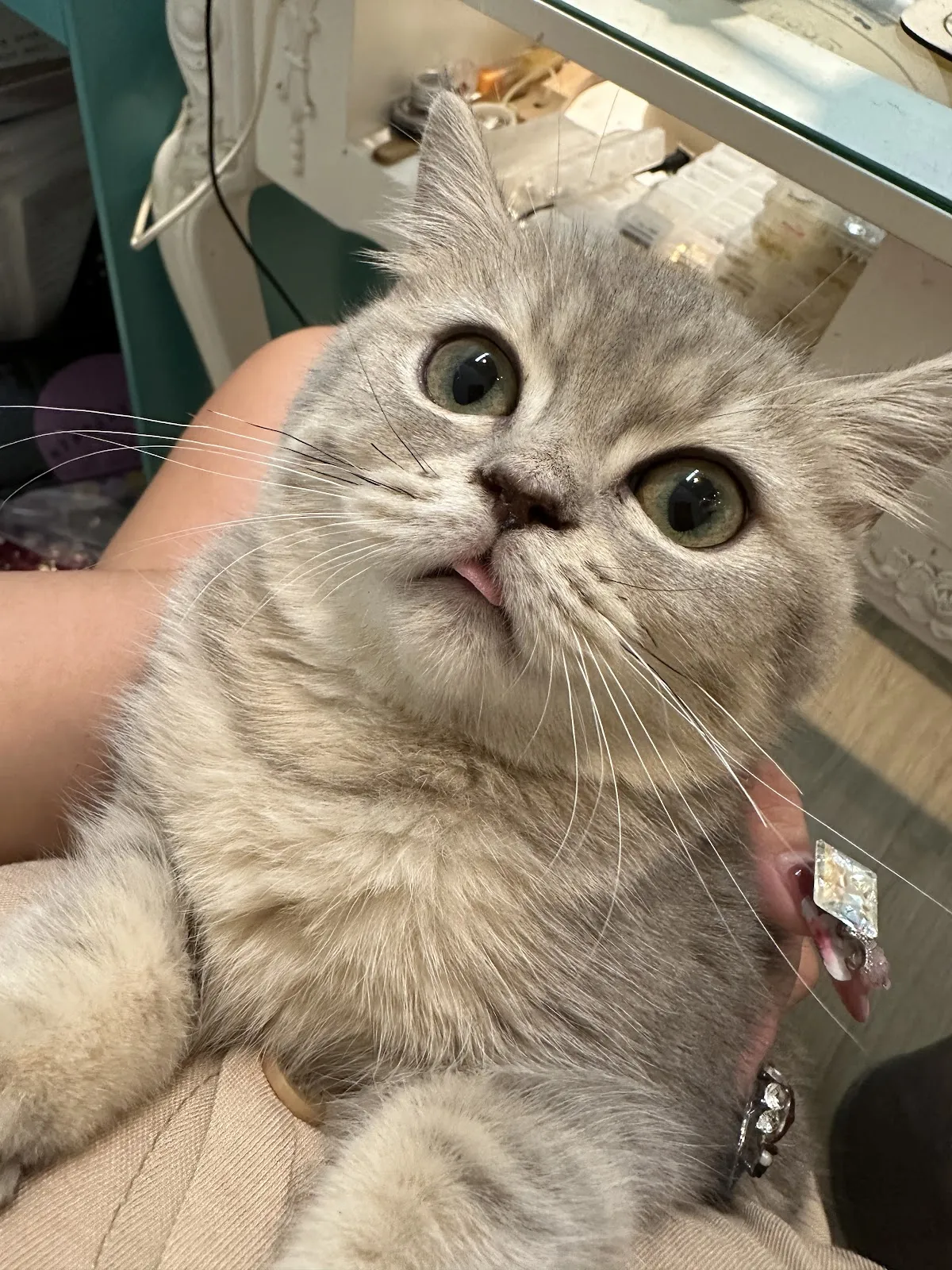 昕萬寵物工作坊