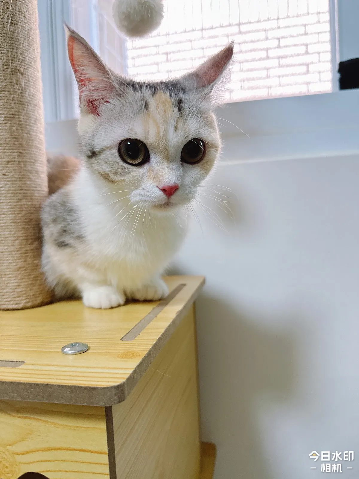 昕萬寵物工作坊