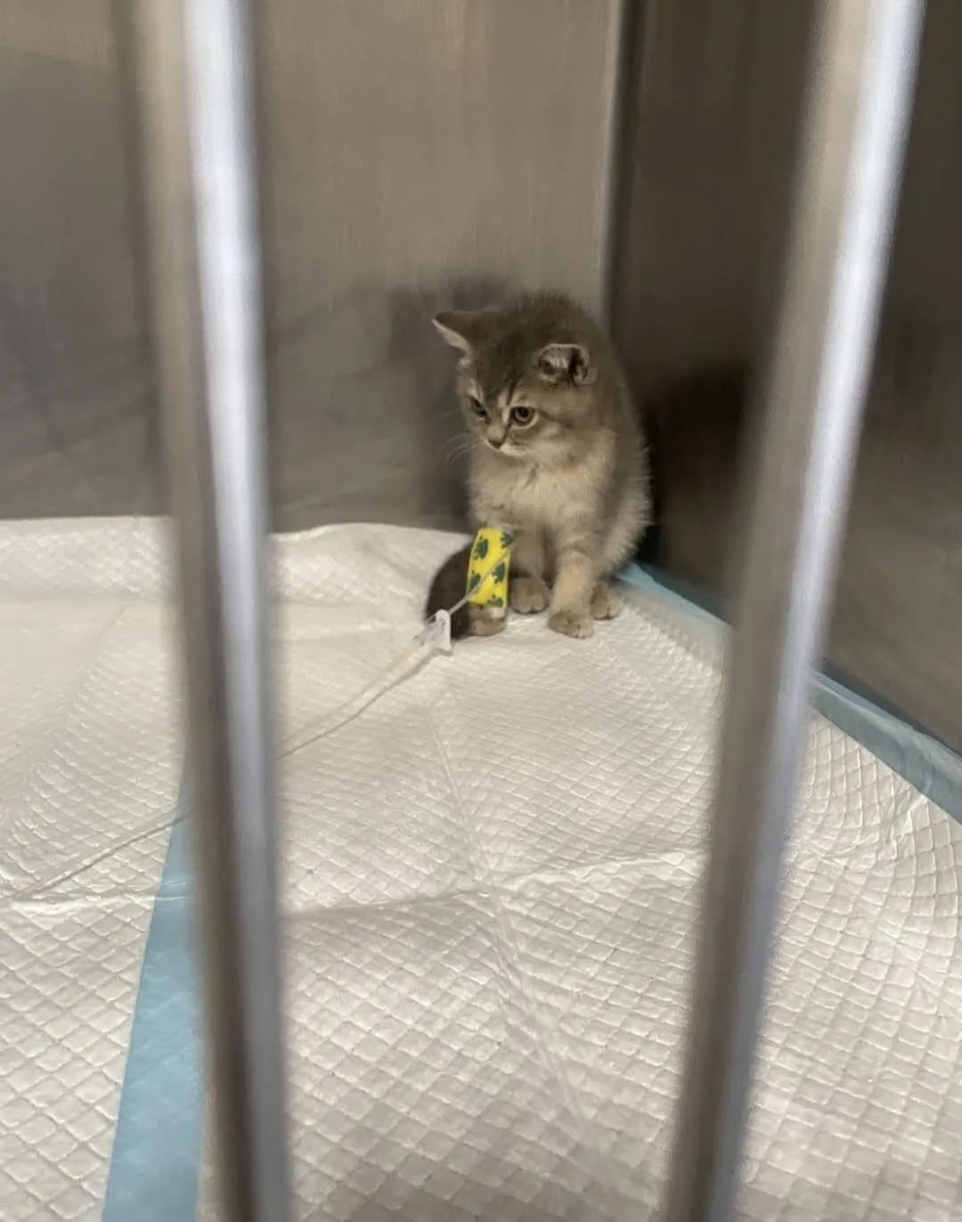 昕萬寵物工作坊