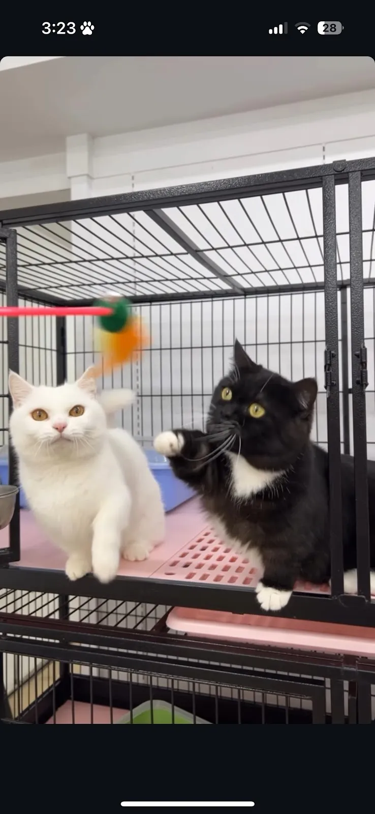 昕萬寵物工作坊