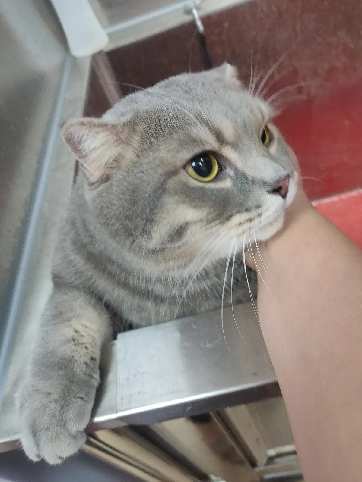 無二寵物美容工作室