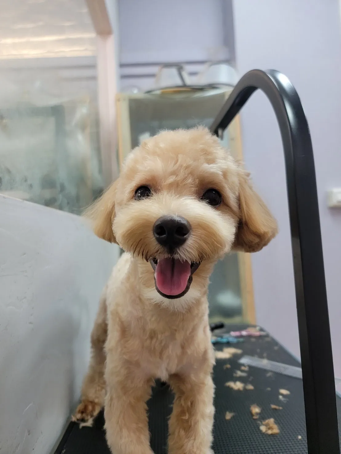 無二寵物美容工作室