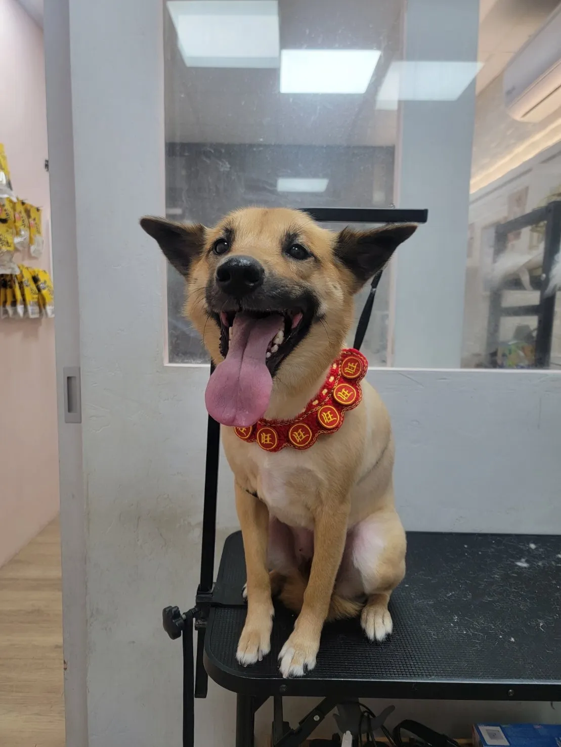 無二寵物美容工作室