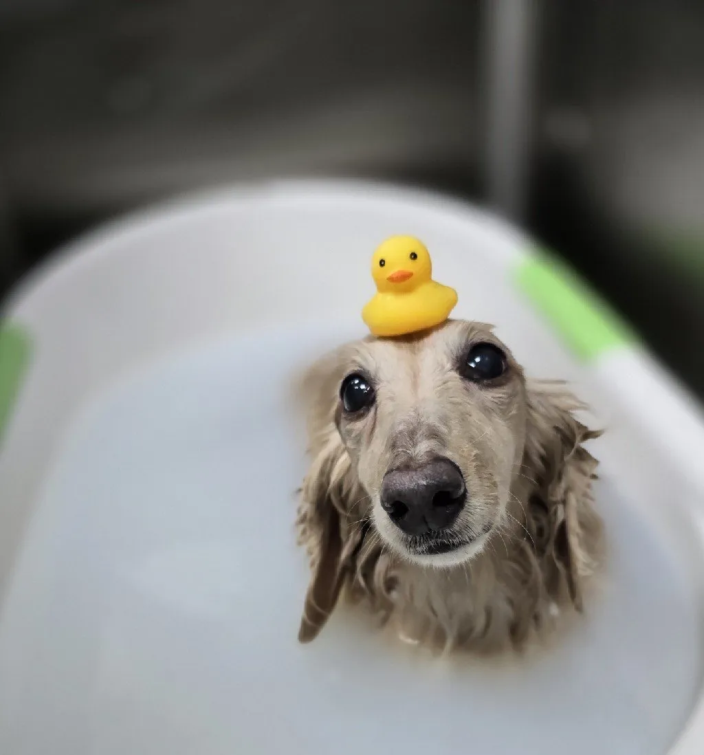 無二寵物美容工作室