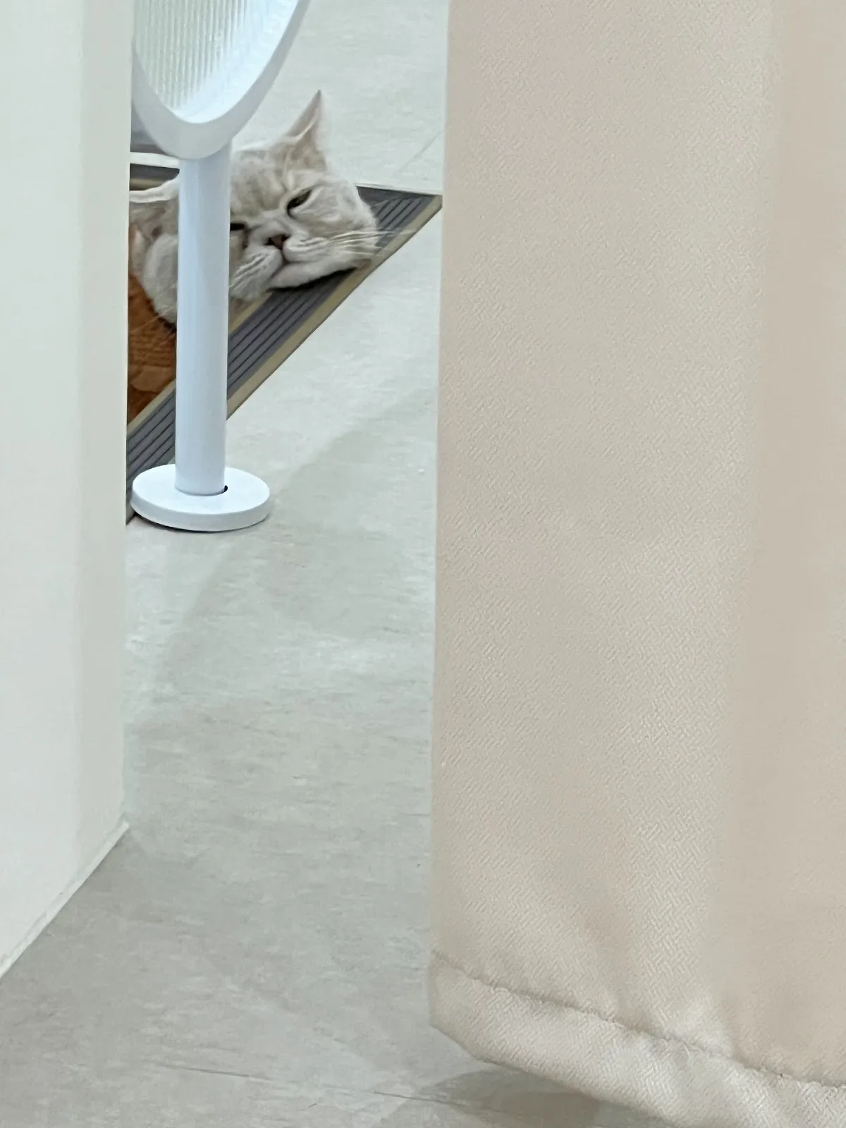 卡米莉亞工作室