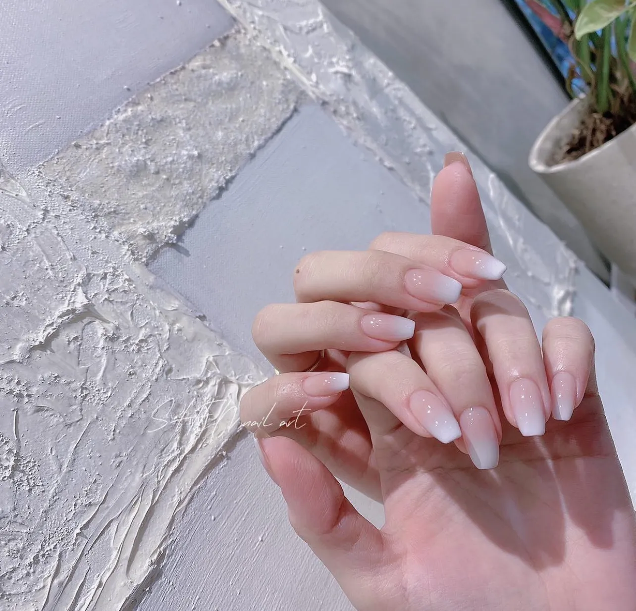 卡米莉亞工作室