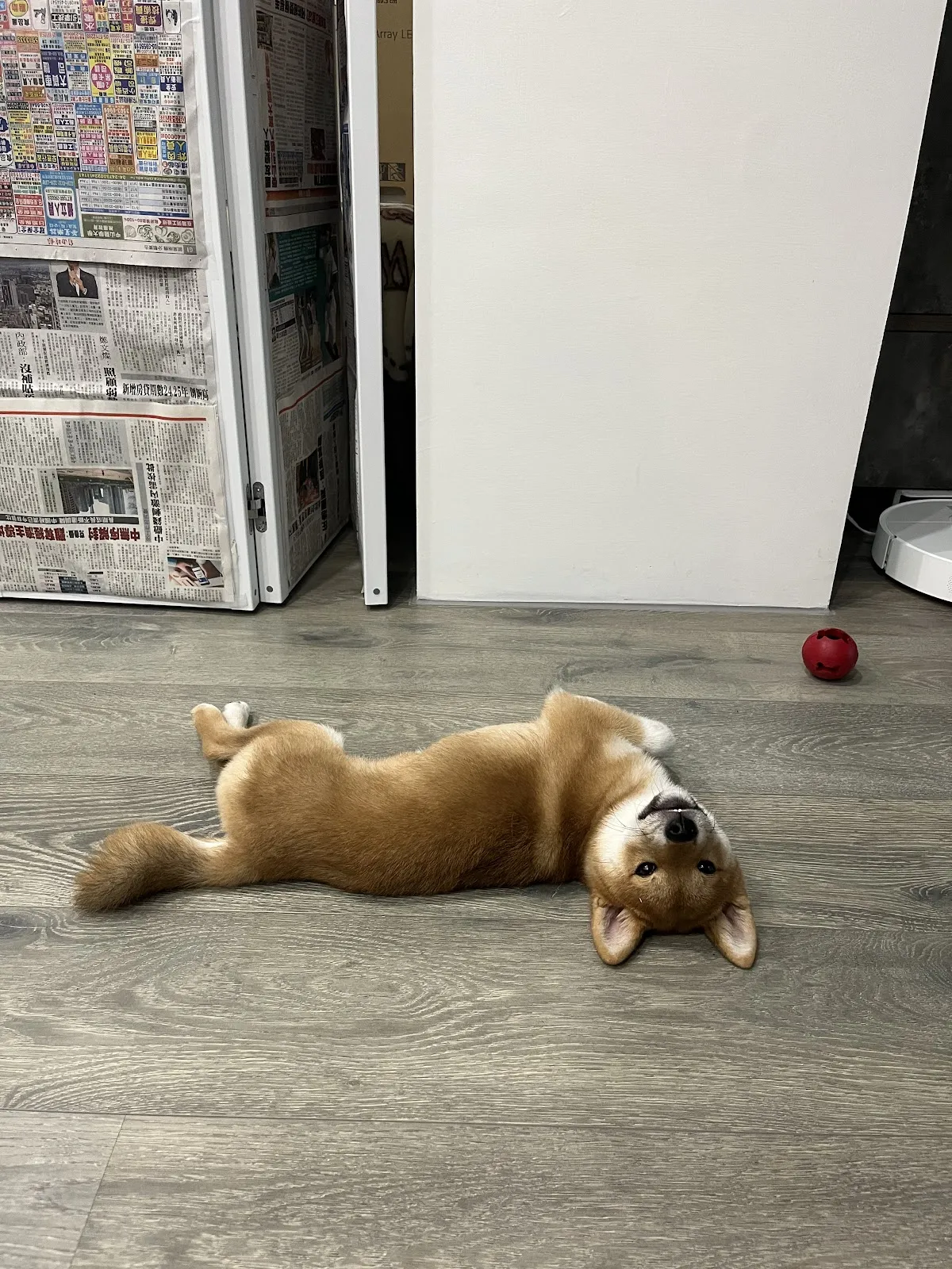 秀柴莊宏輝犬舍