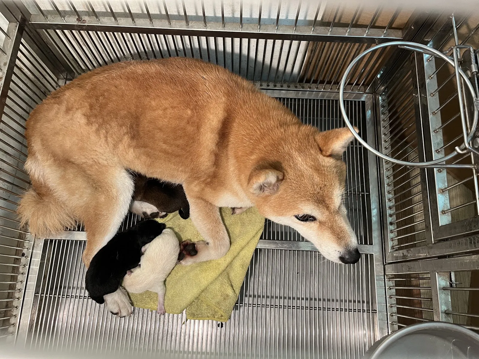 秀柴莊宏輝犬舍