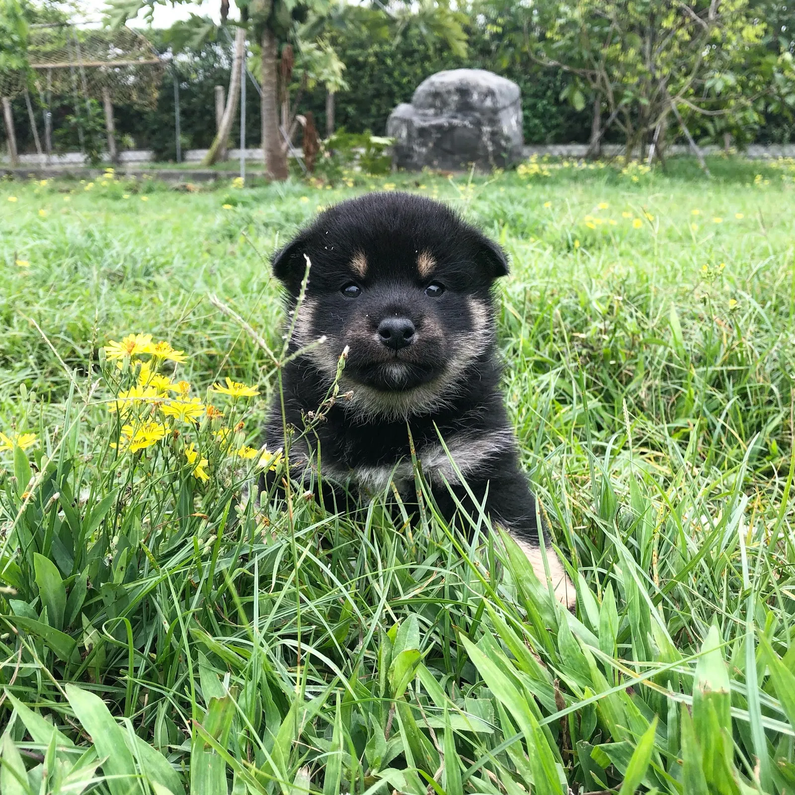 秀柴莊宏輝犬舍