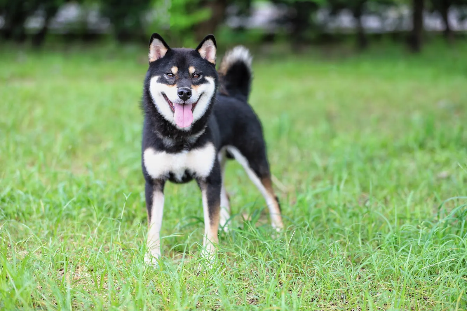 秀柴莊宏輝犬舍