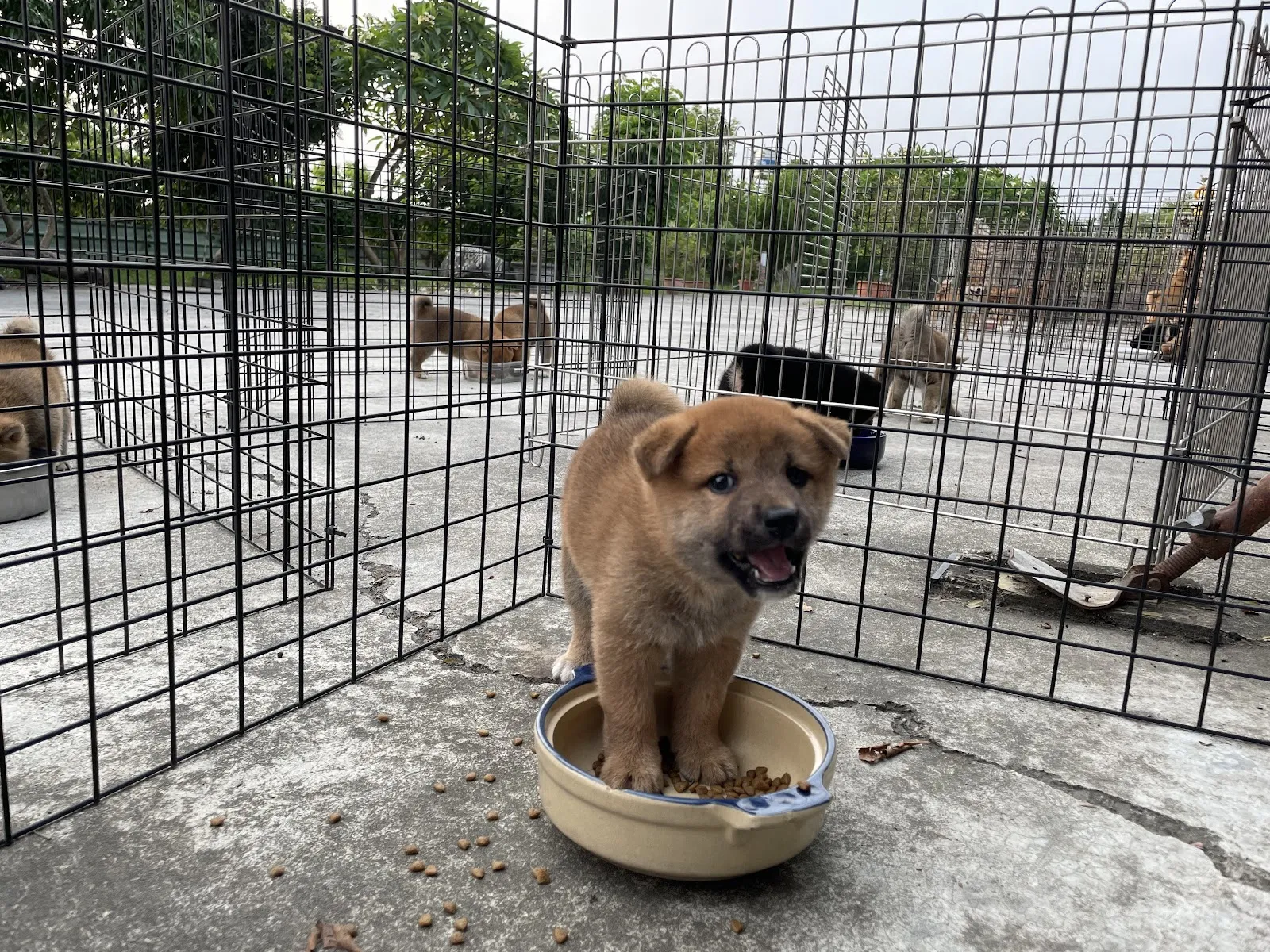 秀柴莊宏輝犬舍