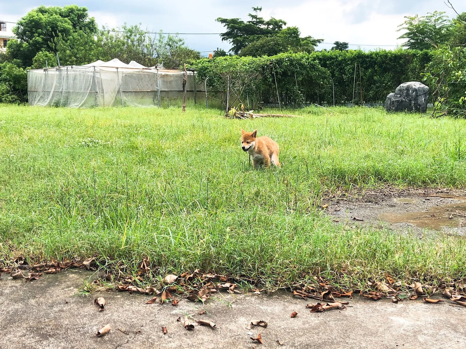秀柴莊宏輝犬舍