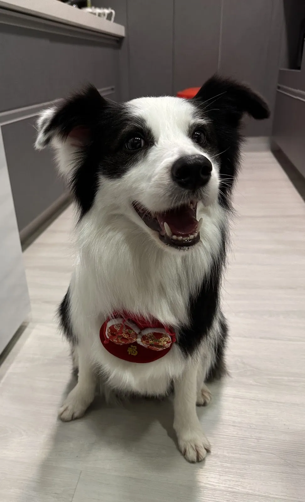 錢櫃愛犬美容屋