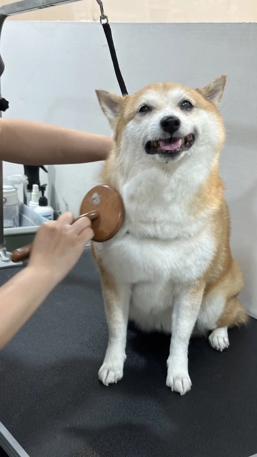 栗子狗寵物生活館