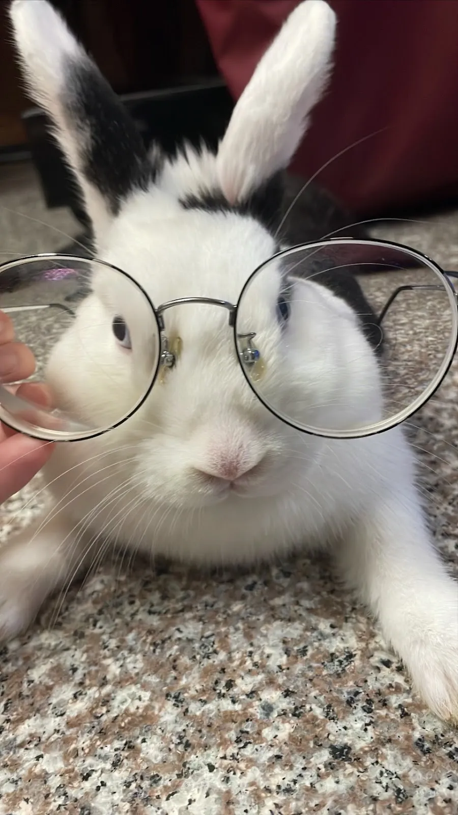 就愛毛寶貝寵物美容