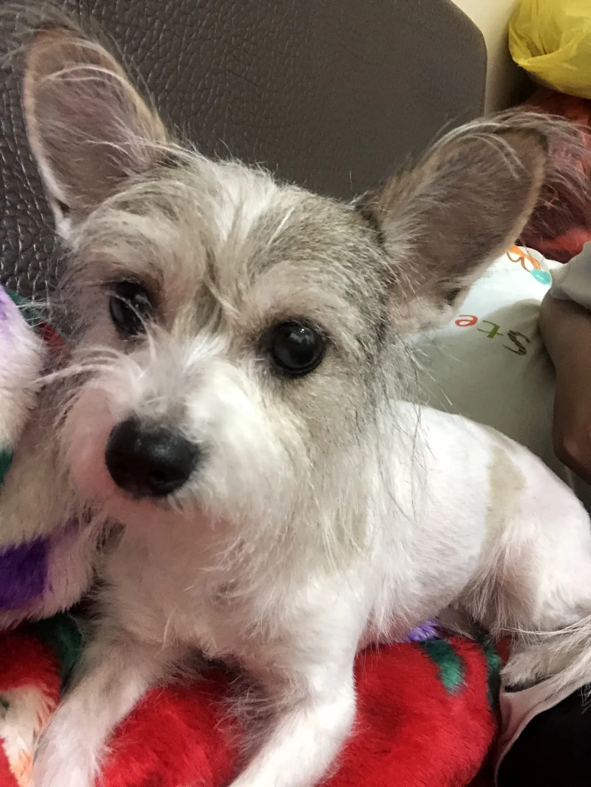 萌大王寵物生活館