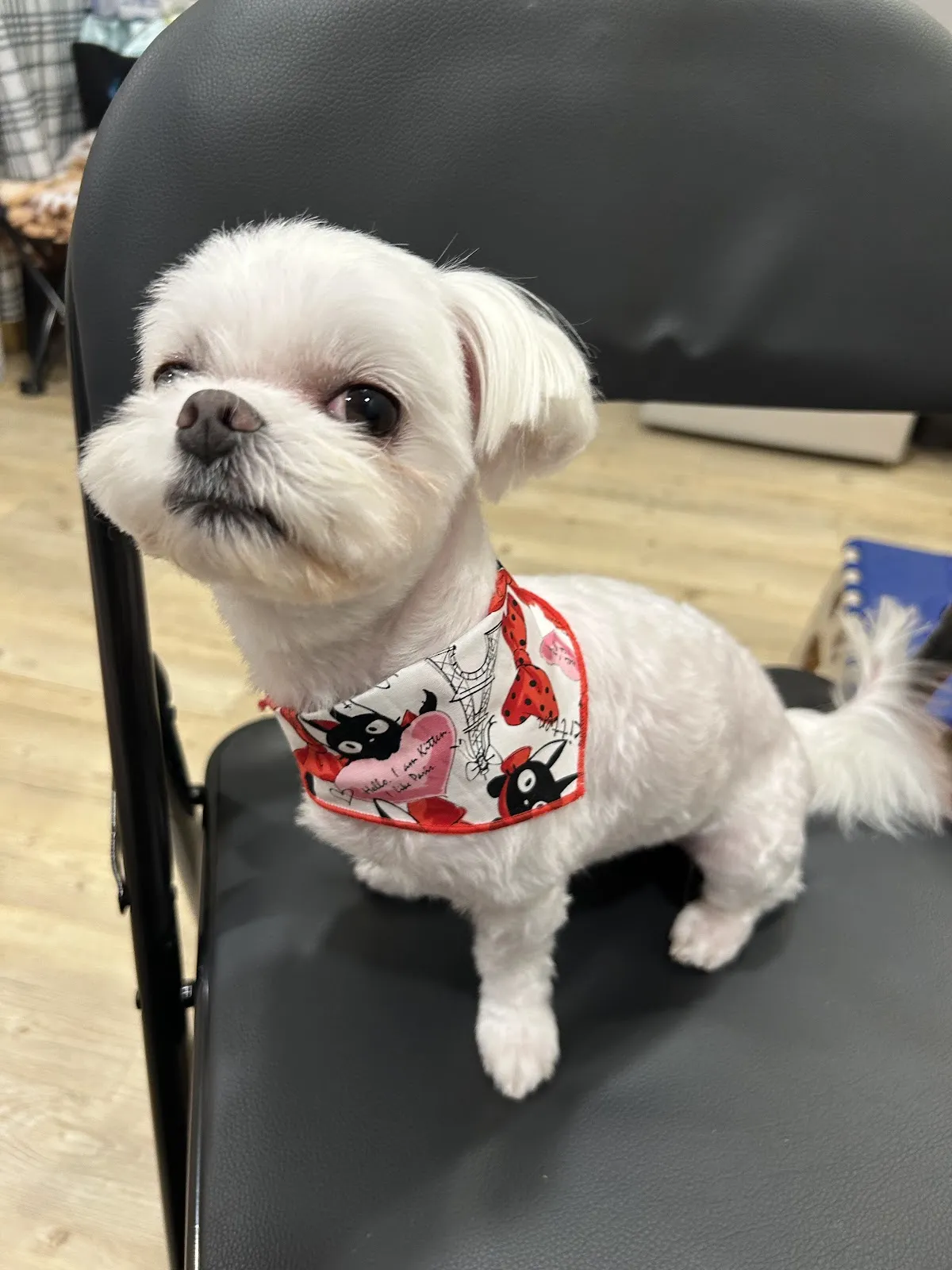 薰衣草寵物沙龍