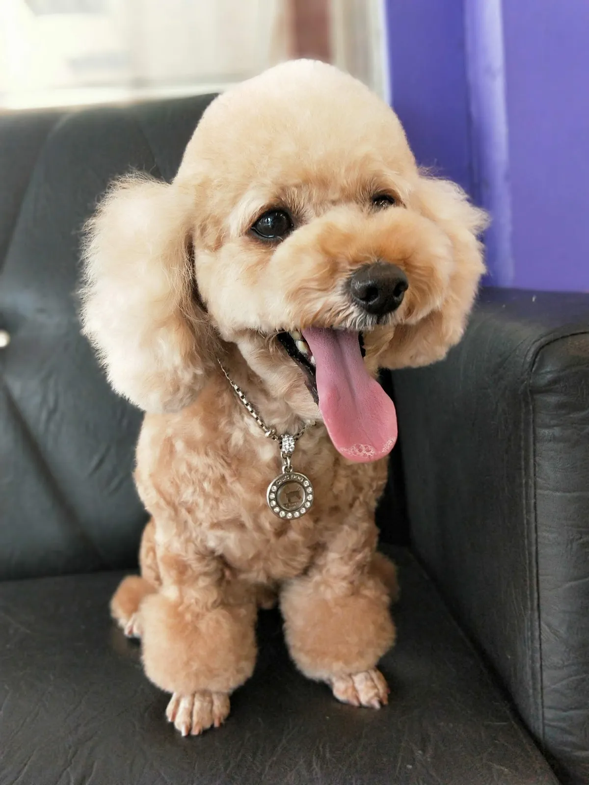 薰衣草寵物沙龍