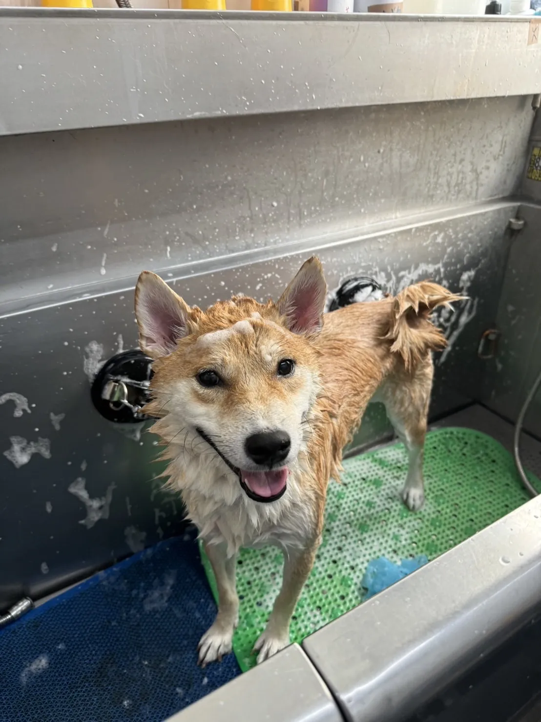 薰衣草寵物沙龍