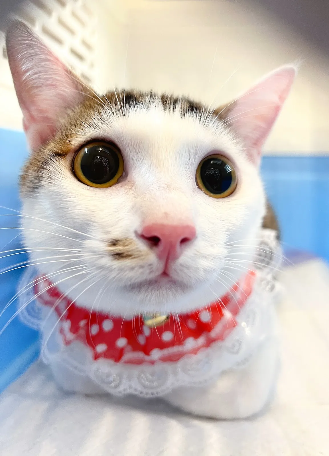 薰衣草寵物沙龍