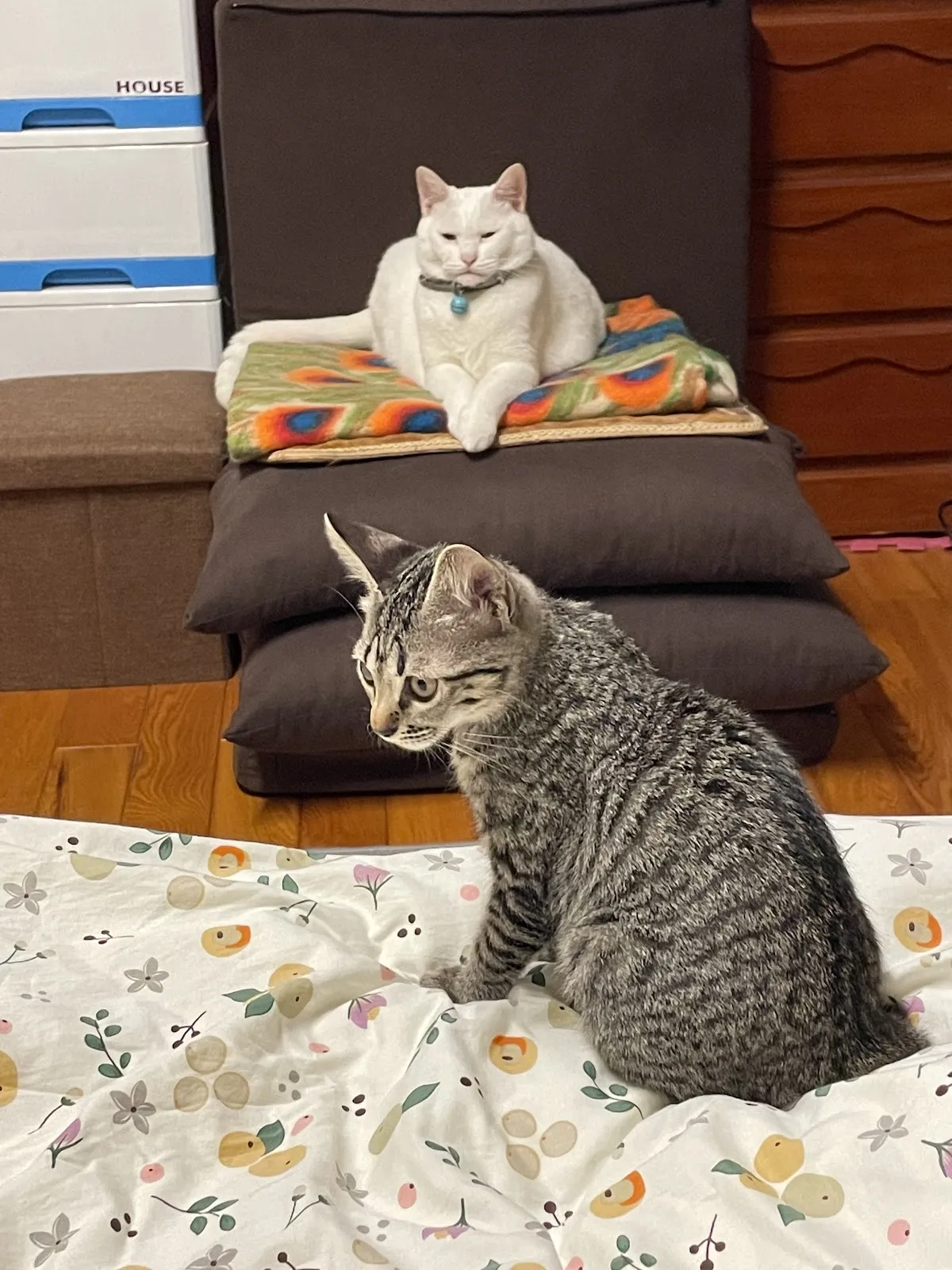 薰衣草寵物沙龍