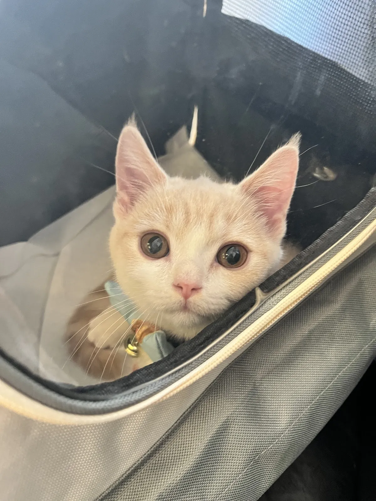 薰衣草寵物沙龍