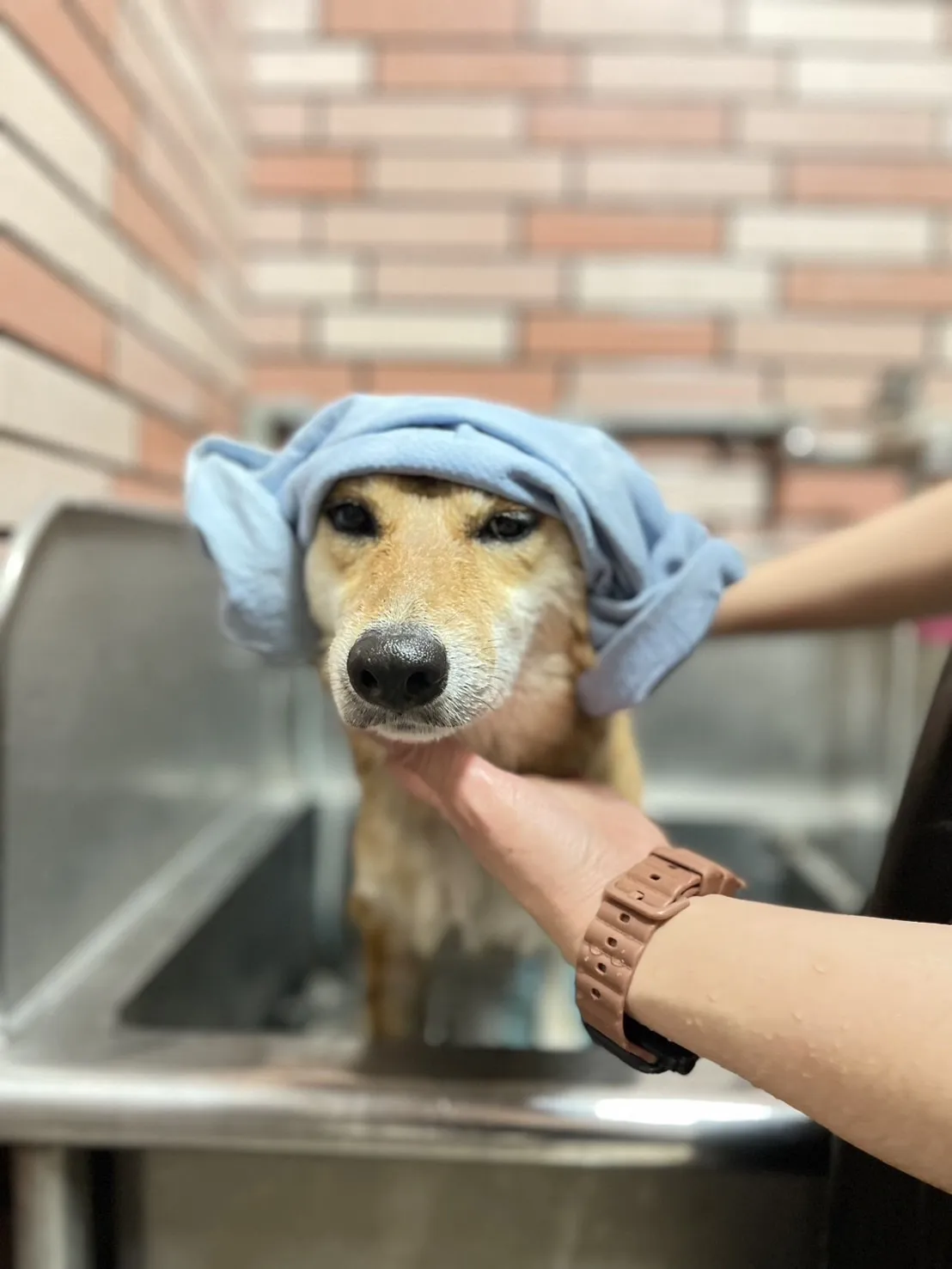 超級愛狗寵物沙龍