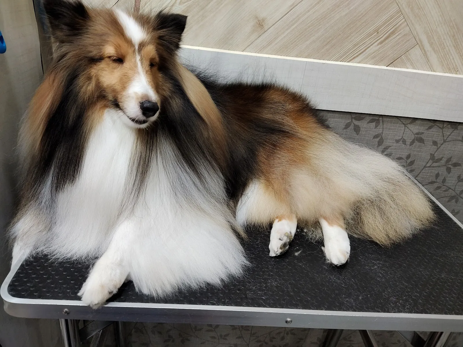 超級愛狗寵物沙龍