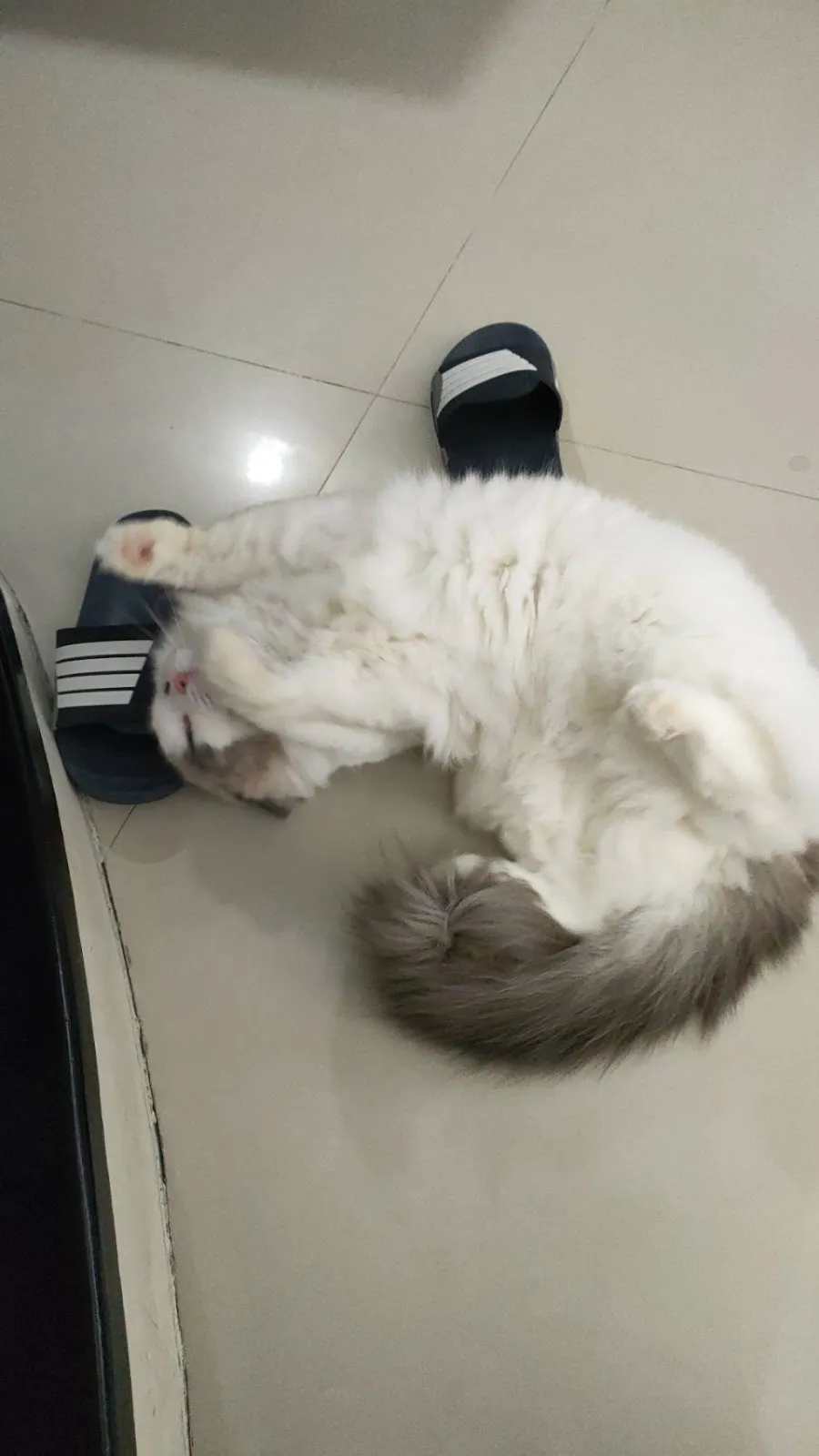 布寶窩貓咪居家民宿