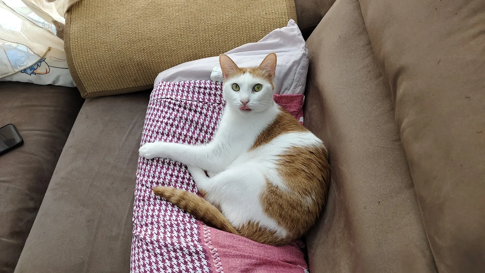 布寶窩貓咪居家民宿