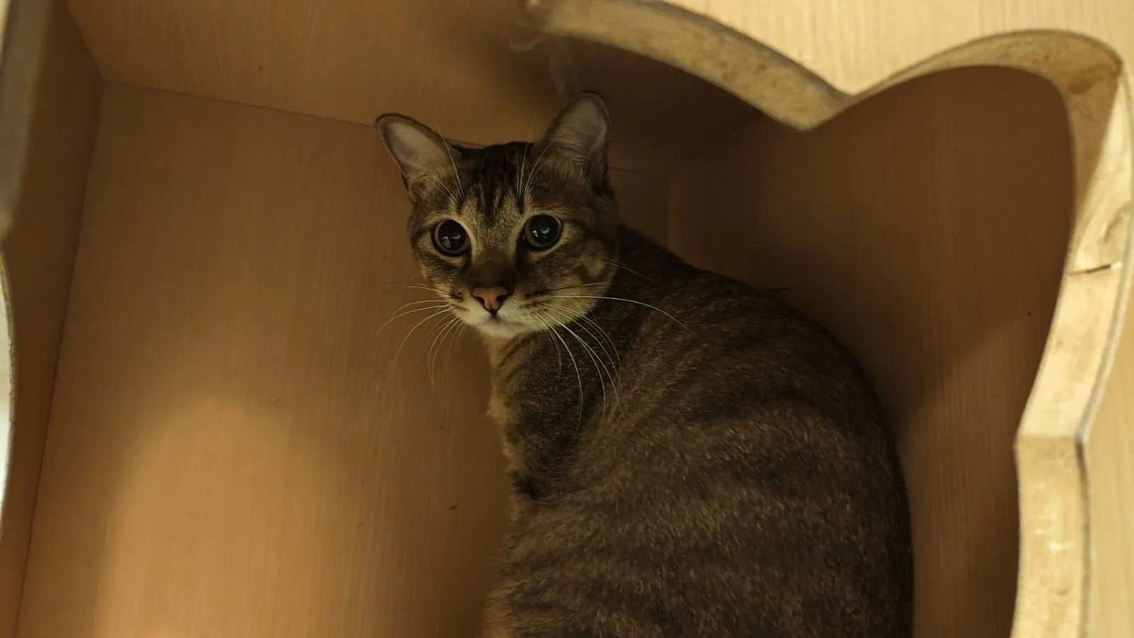 布寶窩貓咪居家民宿