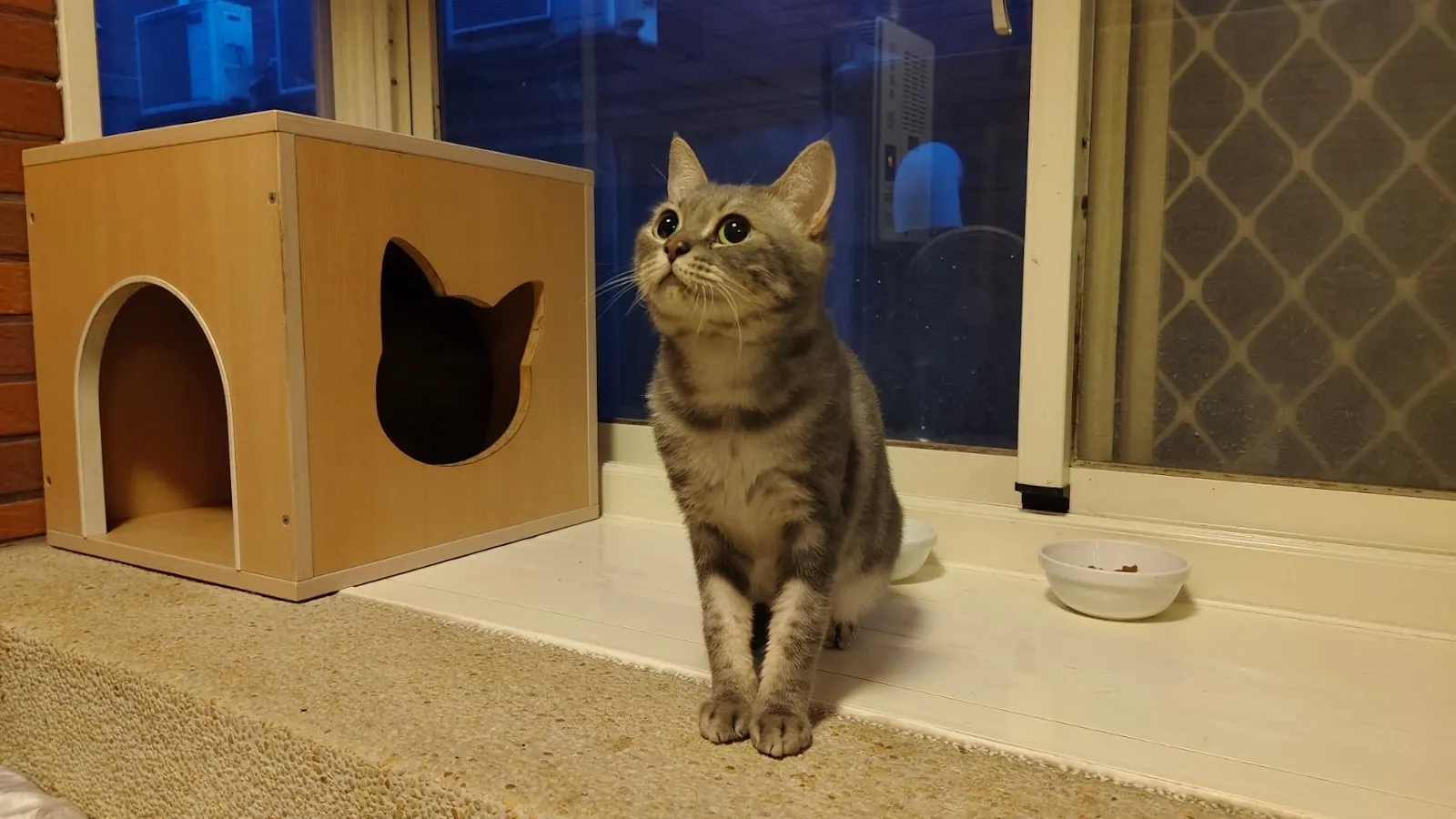 布寶窩貓咪居家民宿